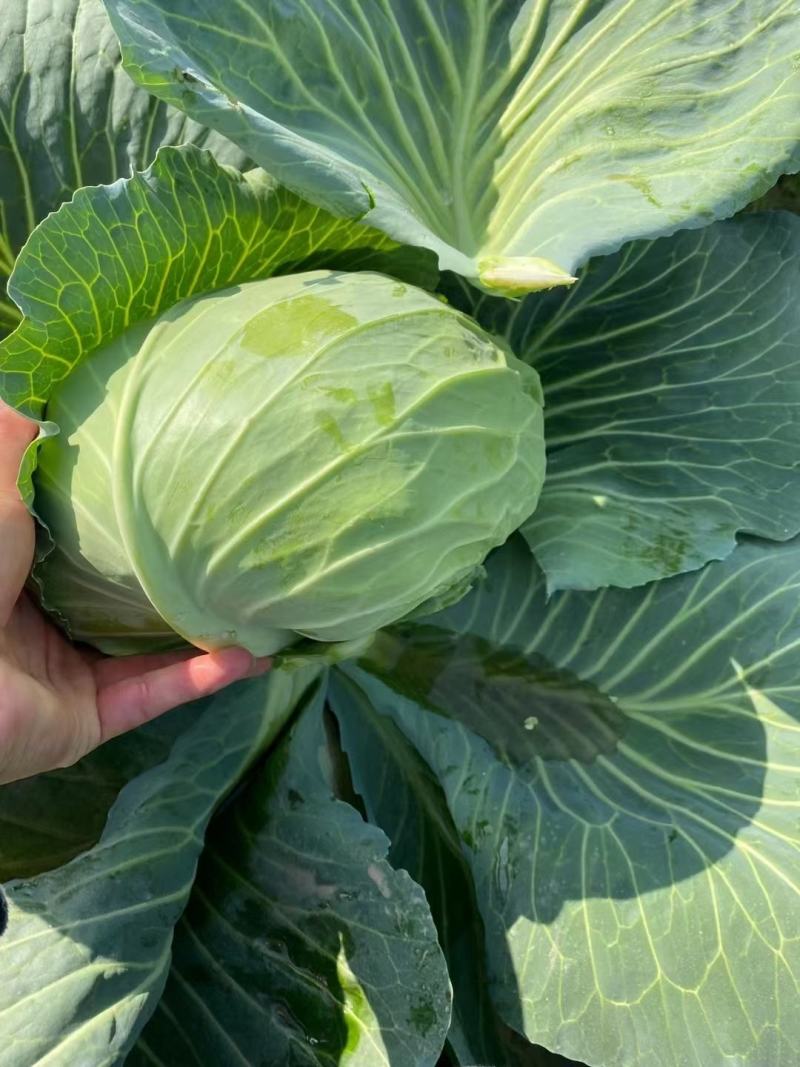 大扁包产地直供大产区.货源充足全国发货。菜质清秀漂亮
