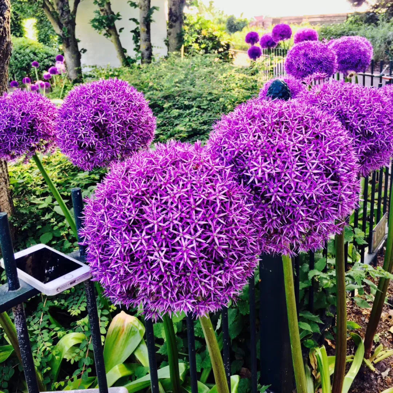 大花葱是花卉里的颜值天花板，花球直径达到15一20cm。