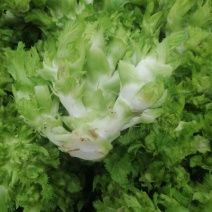 四川儿菜，早儿菜，儿菜，全国直发，整车发货！！！