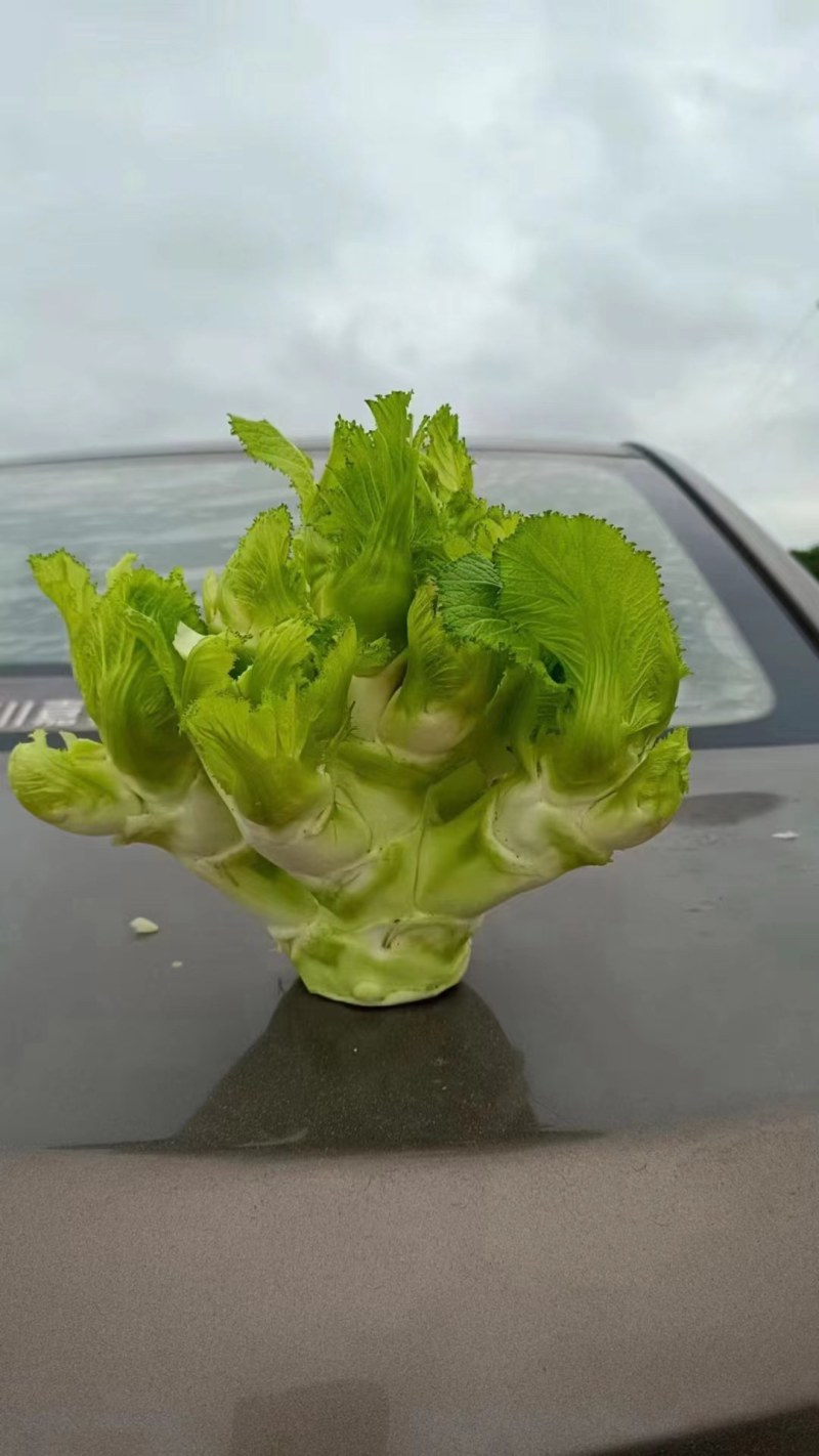 四川儿菜，早儿菜，儿菜，全国直发，整车发货！！！