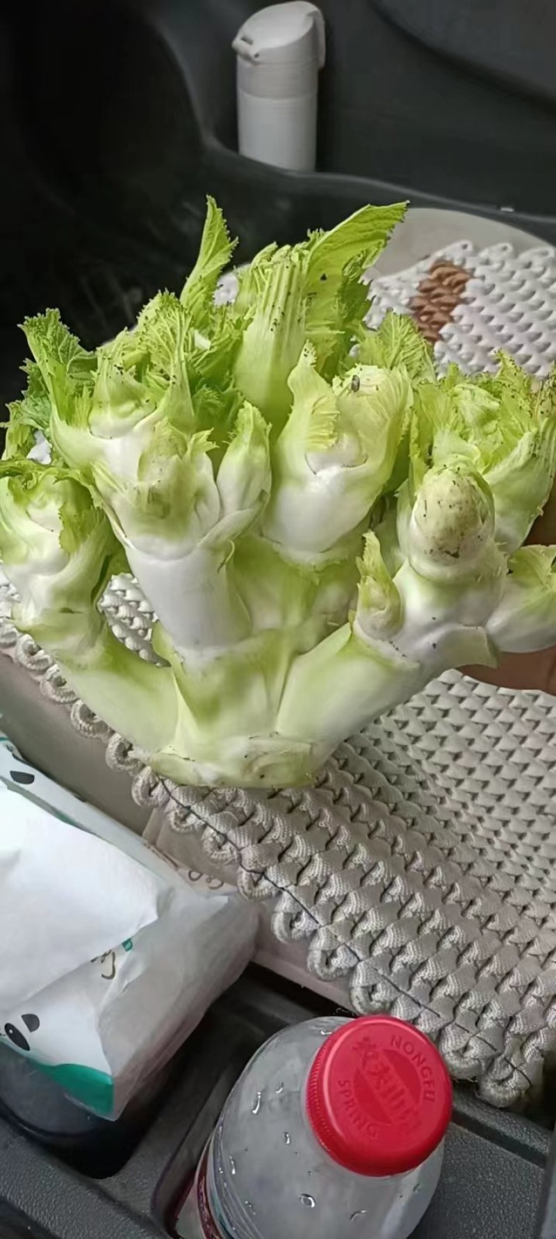 四川儿菜，早儿菜，儿菜，全国直发，整车发货！！！