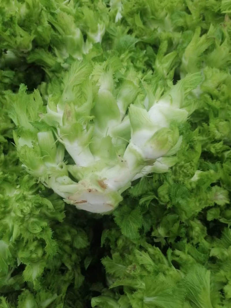 四川儿菜，早儿菜，儿菜，全国直发，整车发货！！！