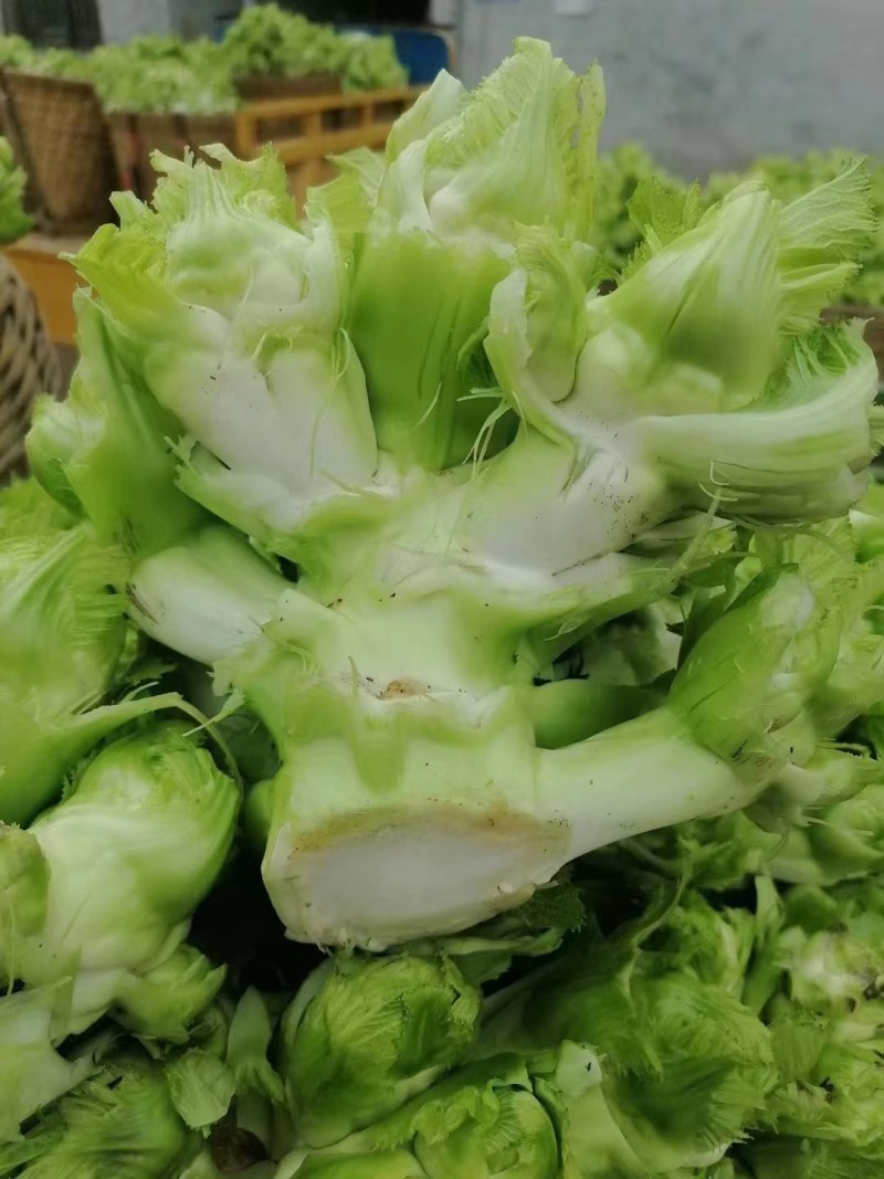 四川儿菜，早儿菜，儿菜，全国直发，整车发货！！！