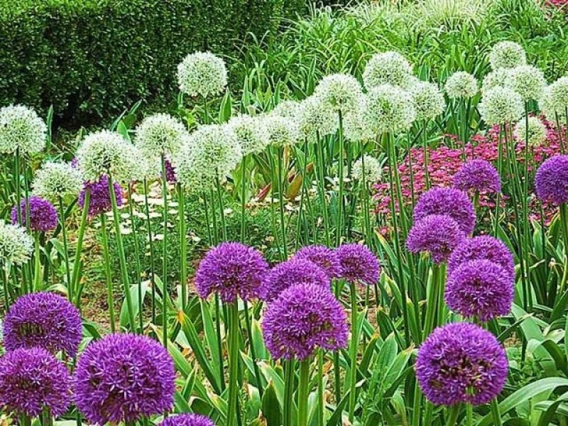 大花葱是花卉里的颜值天花板，花球直径达到15一20cm。