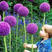 大花葱是花卉里的颜值天花板，花球直径达到15一20cm。