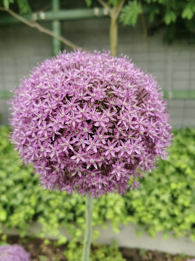 大花葱是花卉里的颜值天花板，花球直径达到15一20cm。