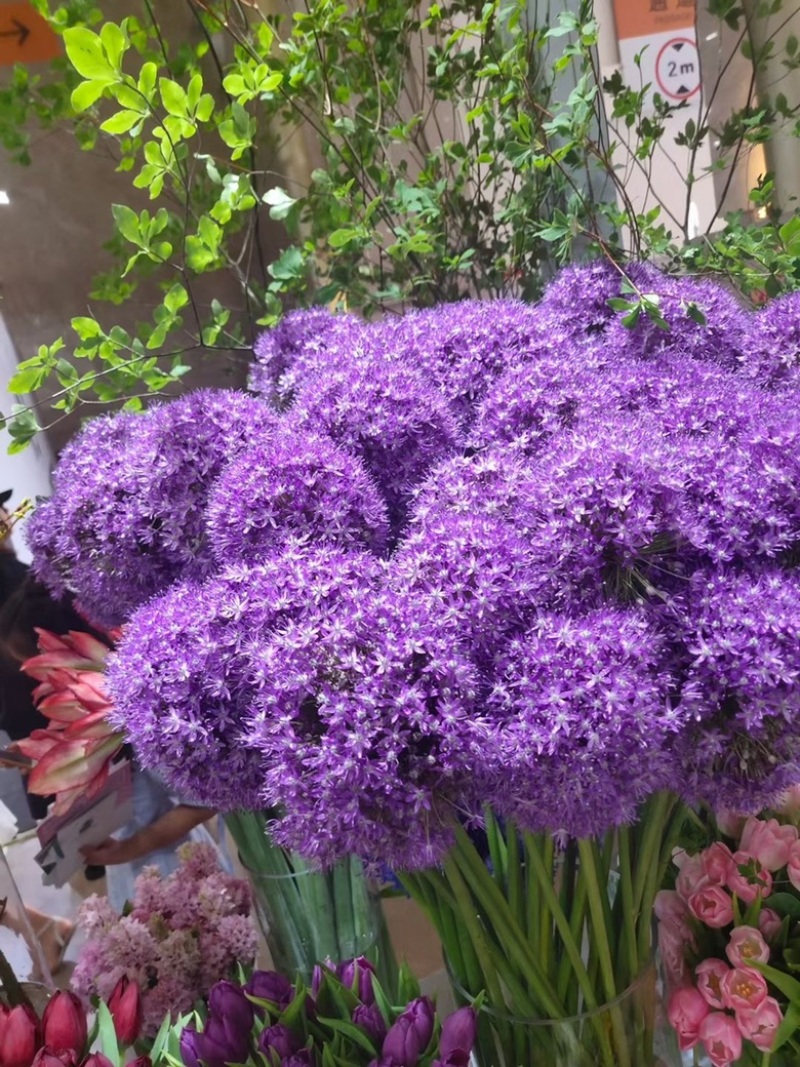 大花葱是花卉里的颜值天花板，花球直径达到15一20cm。