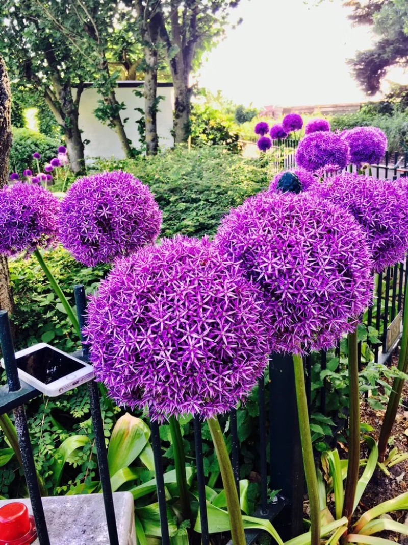 大花葱是花卉里的颜值天花板，花球直径达到15一20cm。