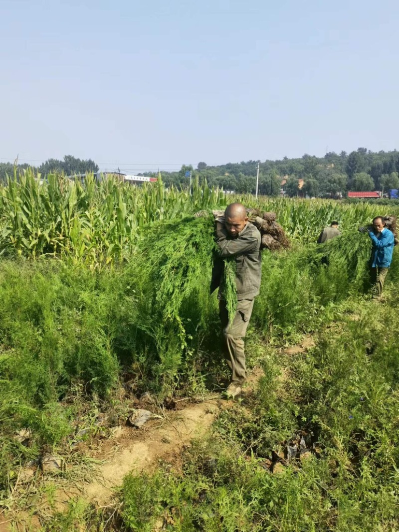 侧柏苗80公分的现挖现发货，支持线上交易，快递发货