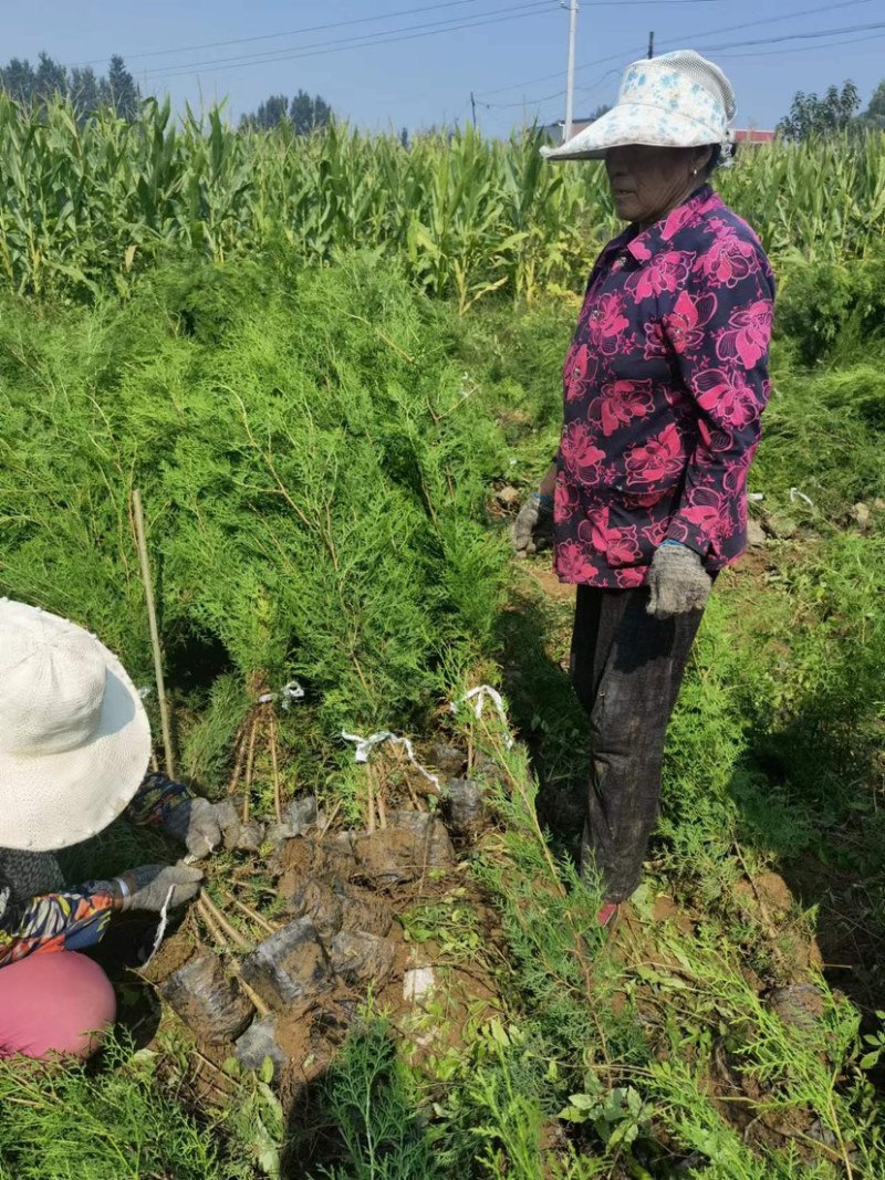 侧柏苗80公分的现挖现发货，支持线上交易，快递发货