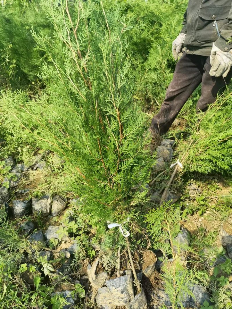侧柏苗80公分的现挖现发货，支持线上交易，快递发货