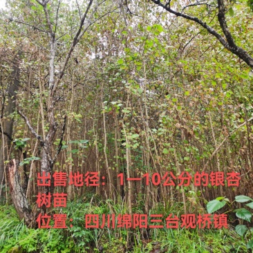 出售地径：1—10公分的银杏树苗