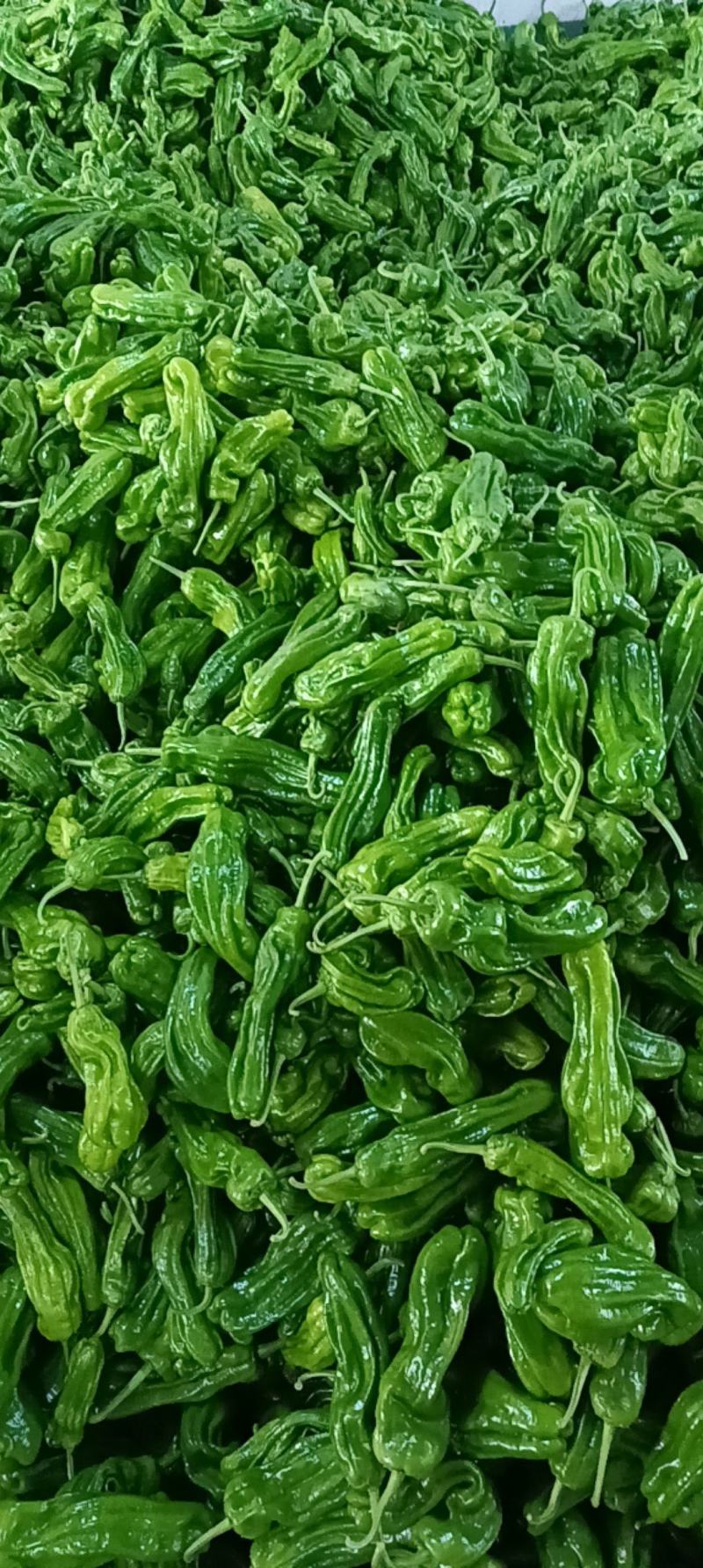 山东薄皮辣椒辣味浓物美价廉可供超市原产地长期实力供货