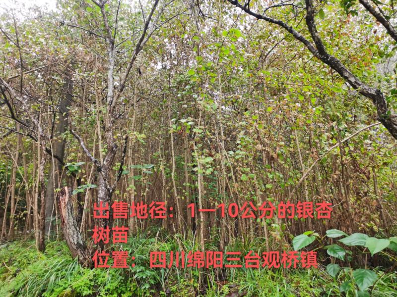 出售地径：1—10公分的银杏树苗