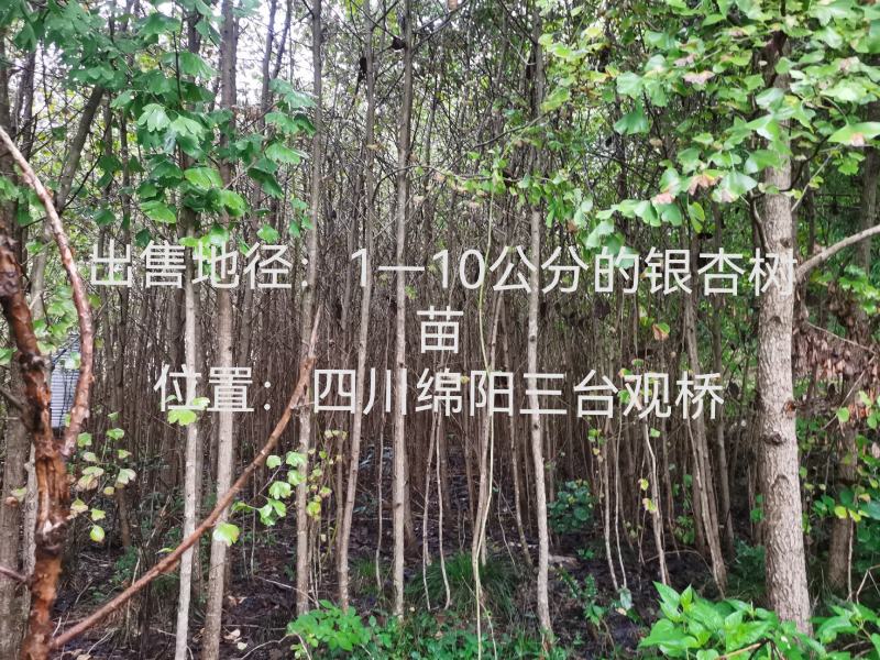 出售地径：1—10公分的银杏树苗