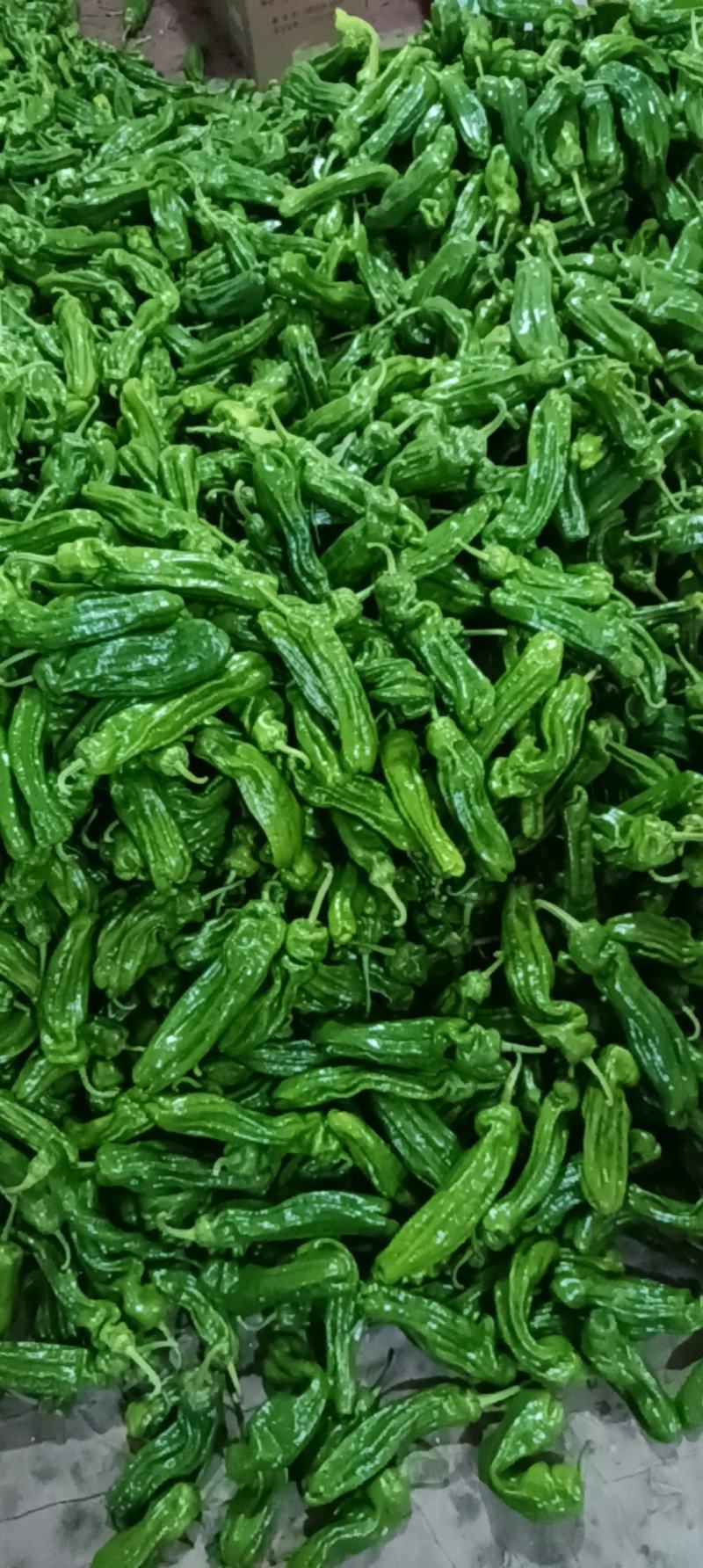 山东薄皮辣椒辣味浓物美价廉可供超市原产地长期实力供货