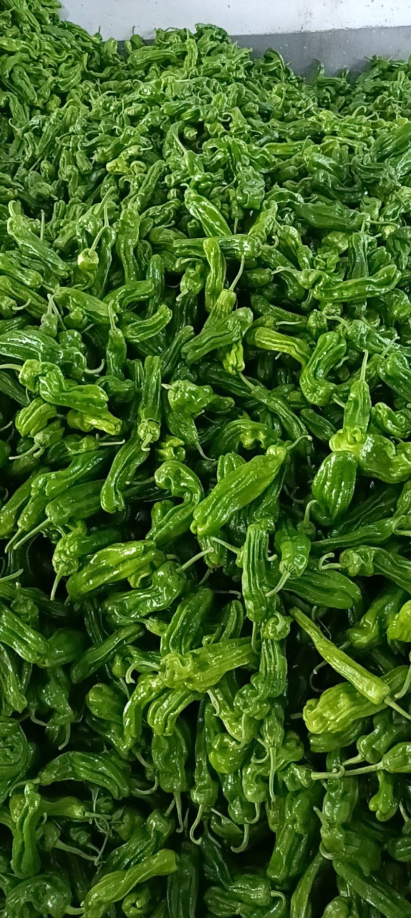 山东省临沂市费县精品芜湖椒一手货源大量新鲜上市全国代发