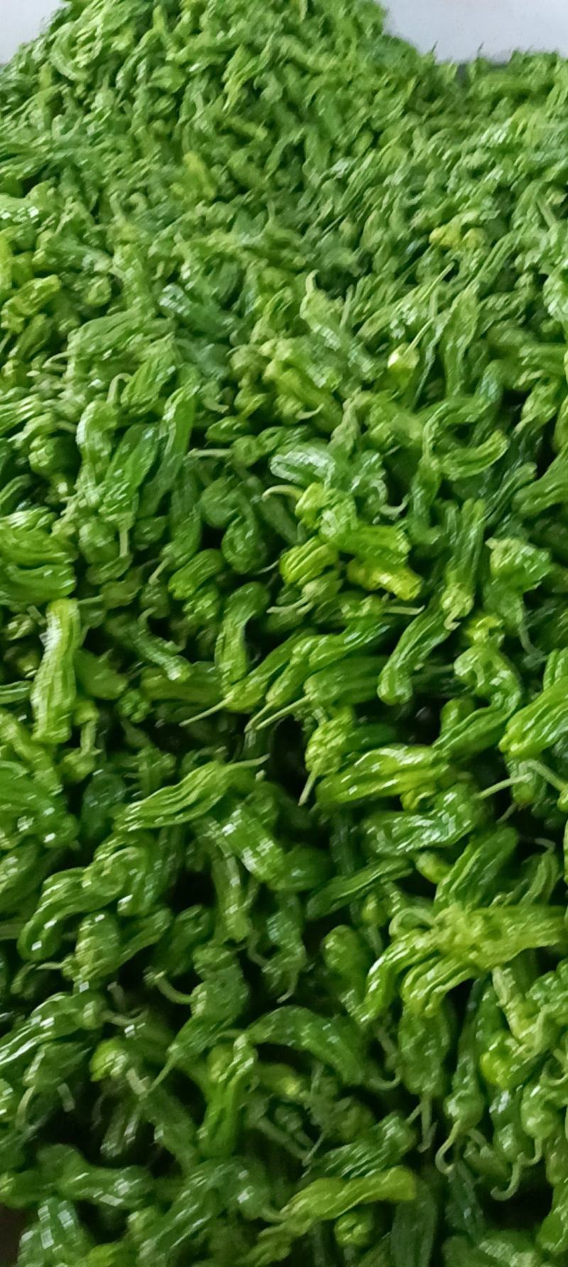 山东省临沂市费县精品芜湖椒一手货源大量新鲜上市全国代发