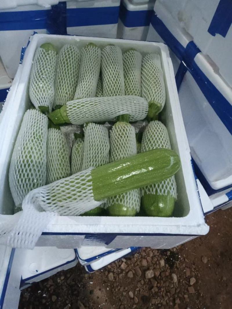 有需要西葫芦的请跟我联系。