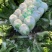 精品黄心大白菜、青杂大白菜、包菜等基地货直供，欢迎长期合