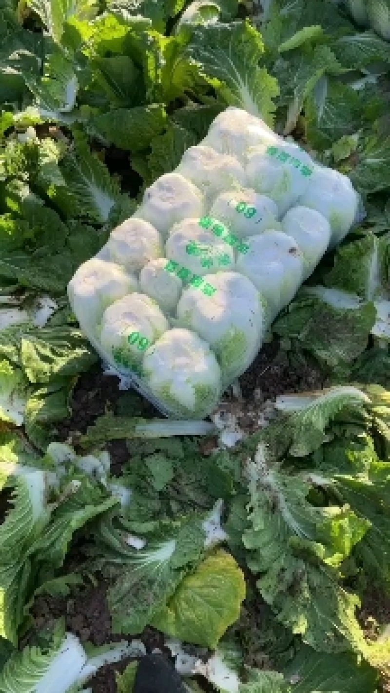 精品黄心大白菜、青杂大白菜、包菜等基地货直供，欢迎长期合