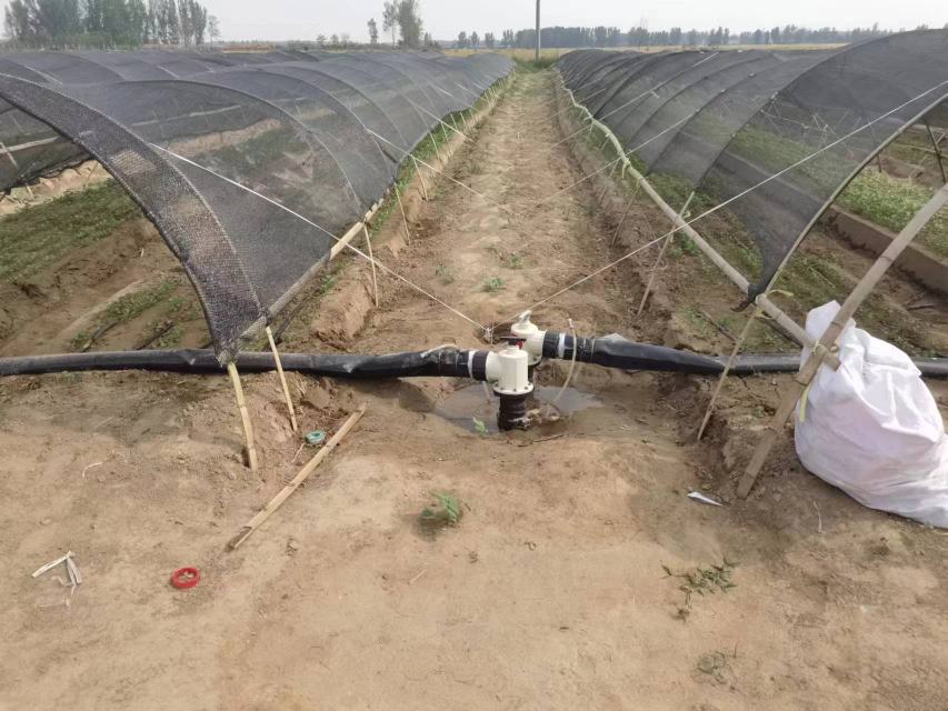 图中展示香菜种植过程中使用遮阳网和喷灌系统的管理方式 香菜种植管理示意图