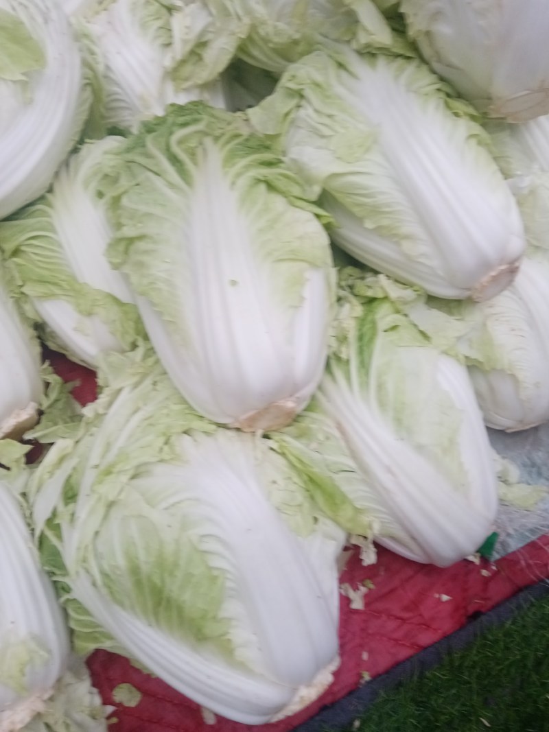 予售大白菜，欢迎各地客户前来收购