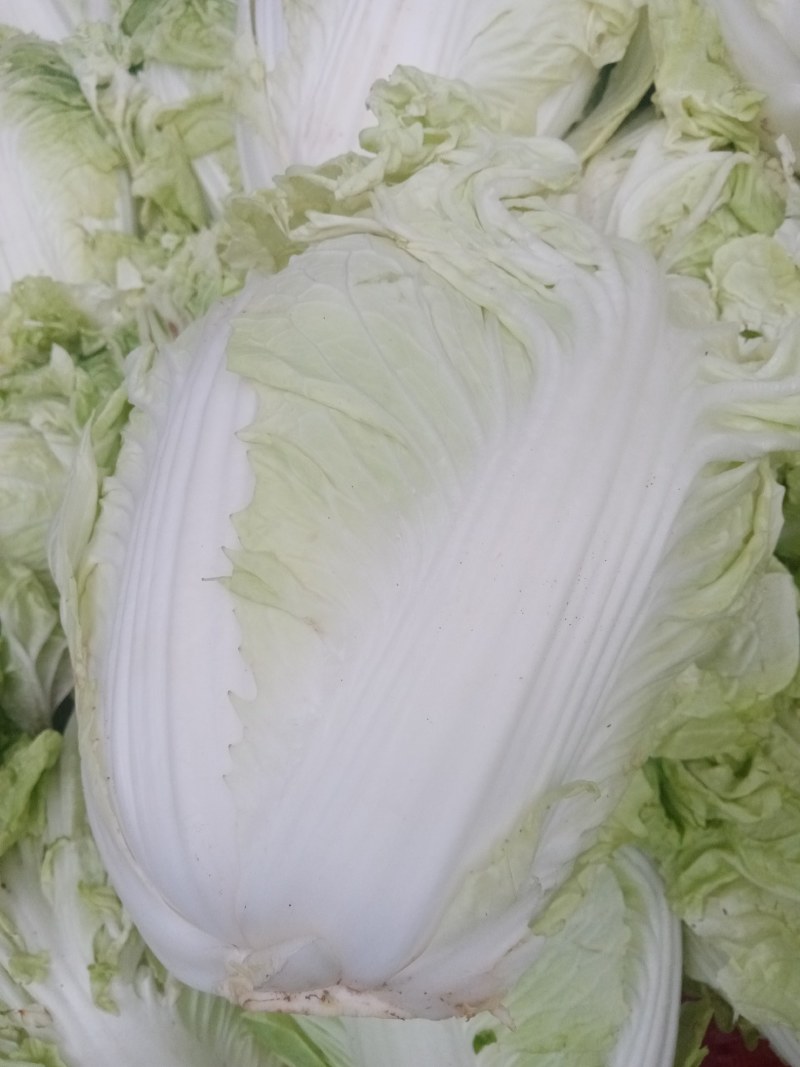 予售大白菜，欢迎各地客户前来收购