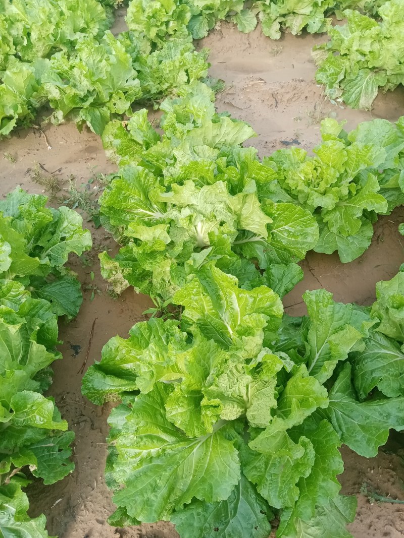 予售大白菜，欢迎各地客户前来收购