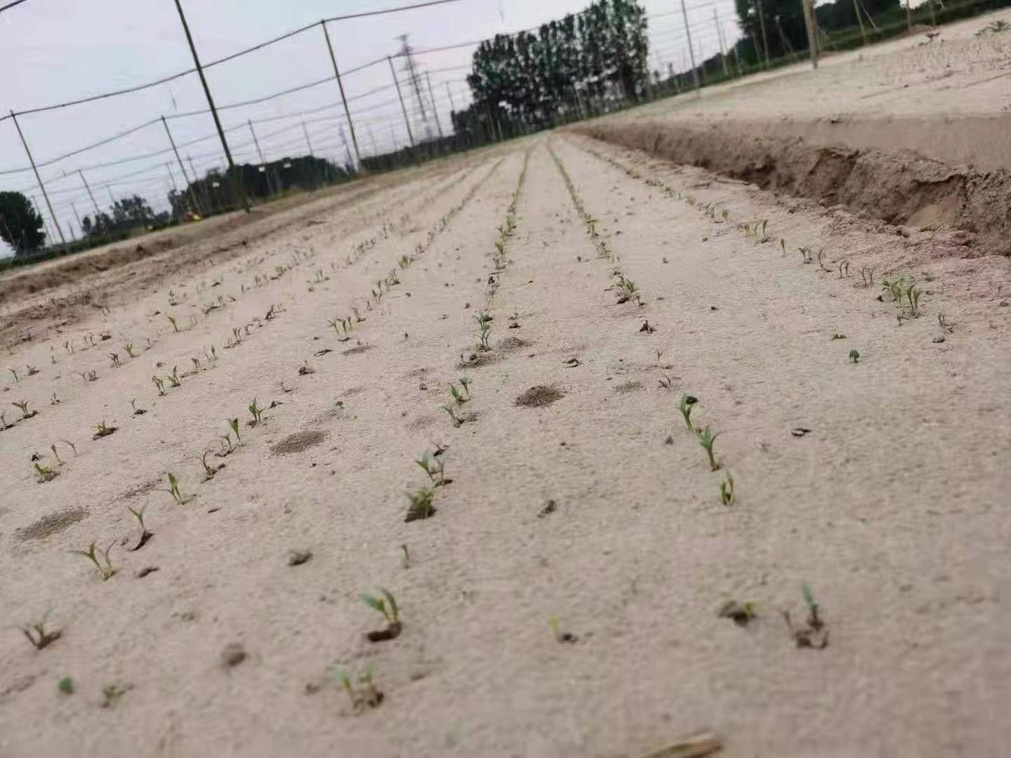 大叶香菜幼苗在育苗盘中整齐生长