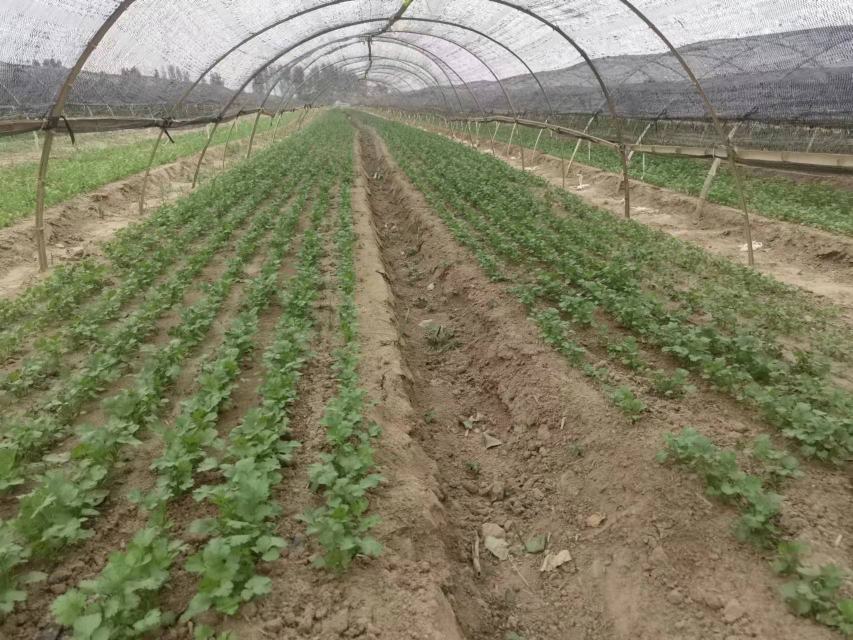 香菜在温室大棚中越冬种植