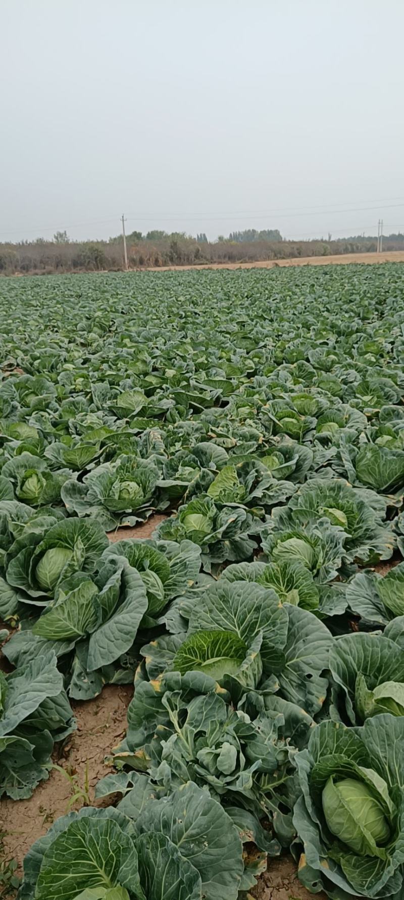 新鲜甘蓝大量上市，无虫眼，3斤左右，质量杠杠滴