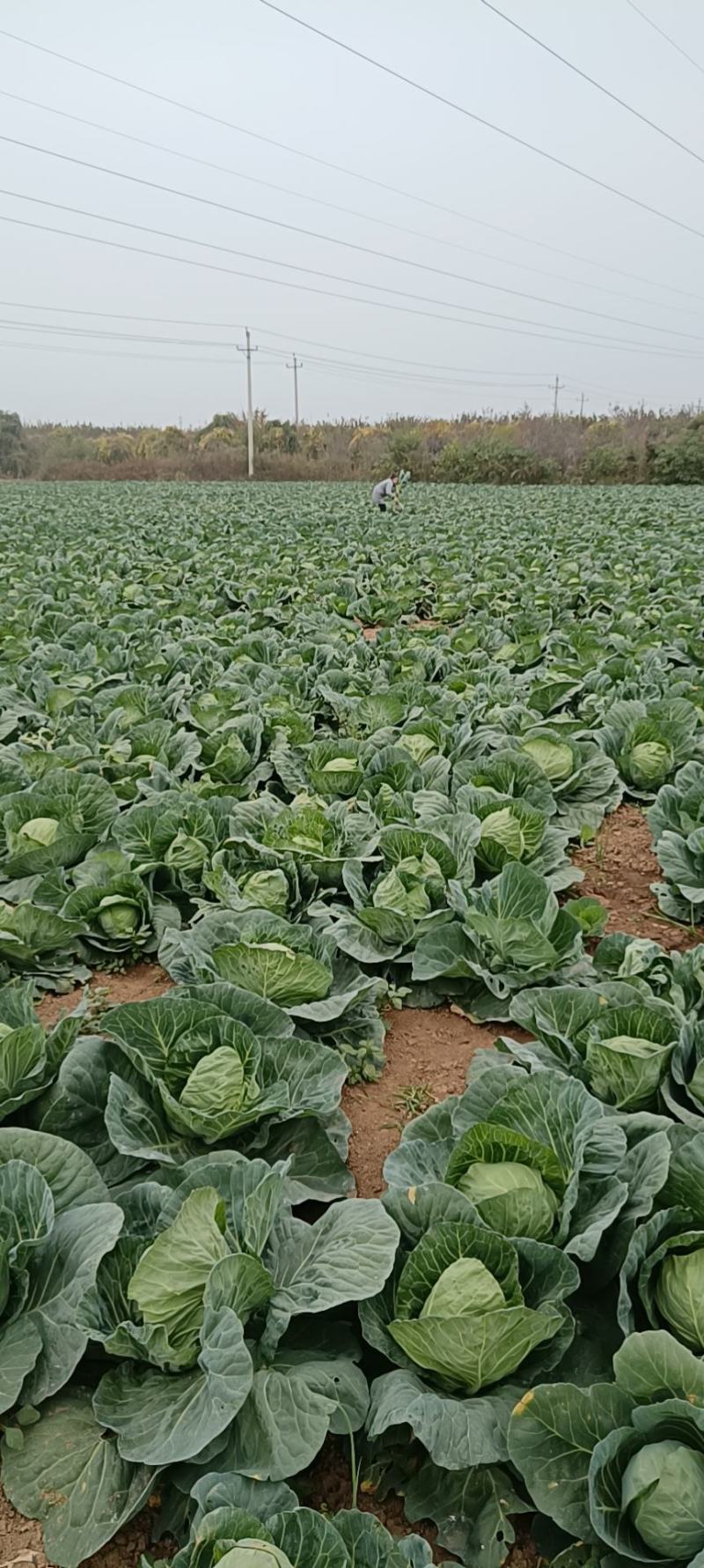 新鲜甘蓝大量上市，无虫眼，3斤左右，质量杠杠滴