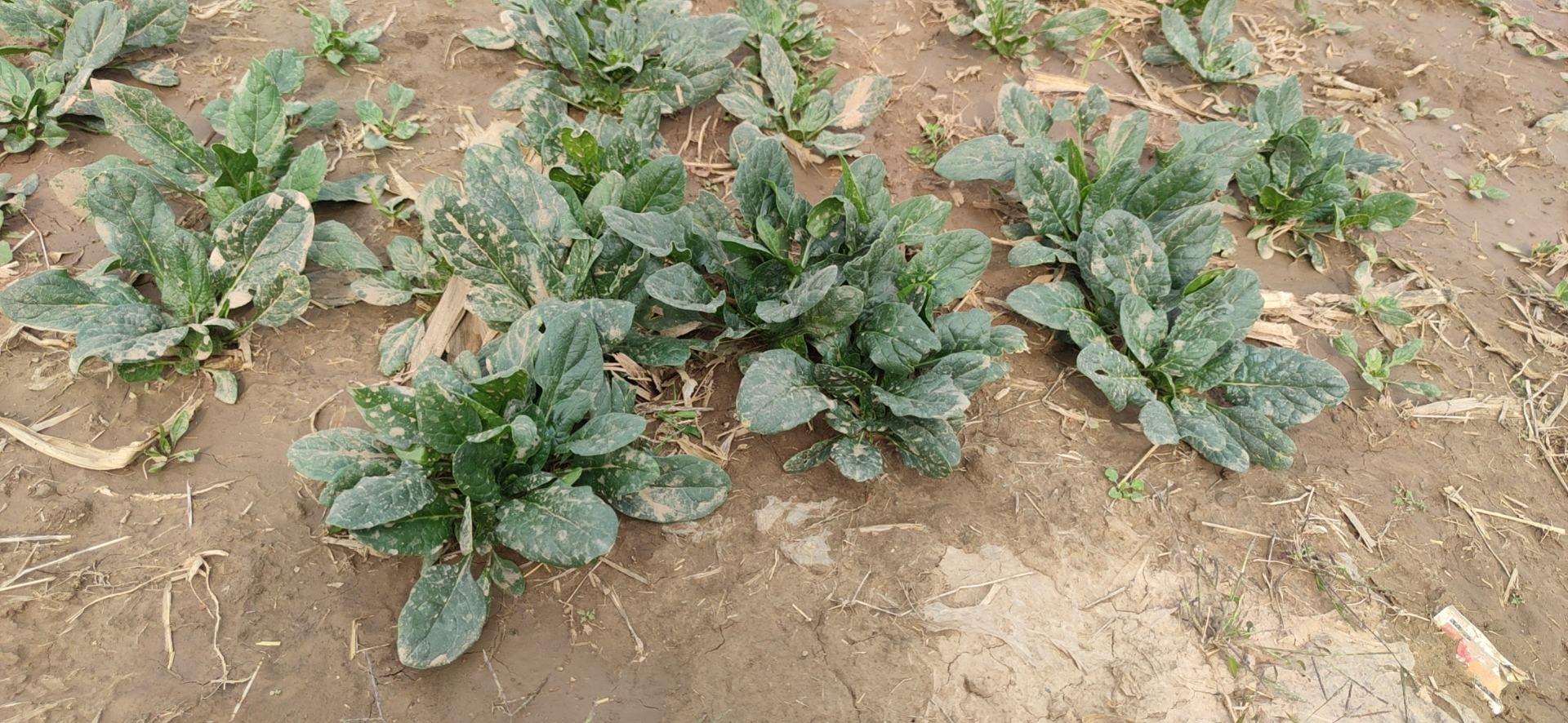 菠菜地瓜搭配食谱图