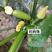 西葫芦种子角瓜种子荷兰进口抗病毒翠绿油亮绿皮西葫芦种子