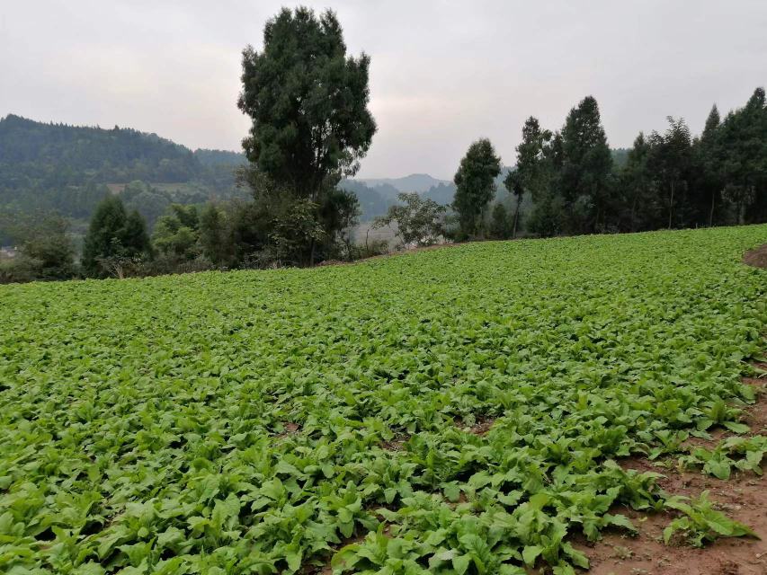 春不老萝卜播种期对比图