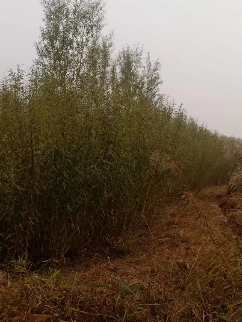簸箕柳，柳编