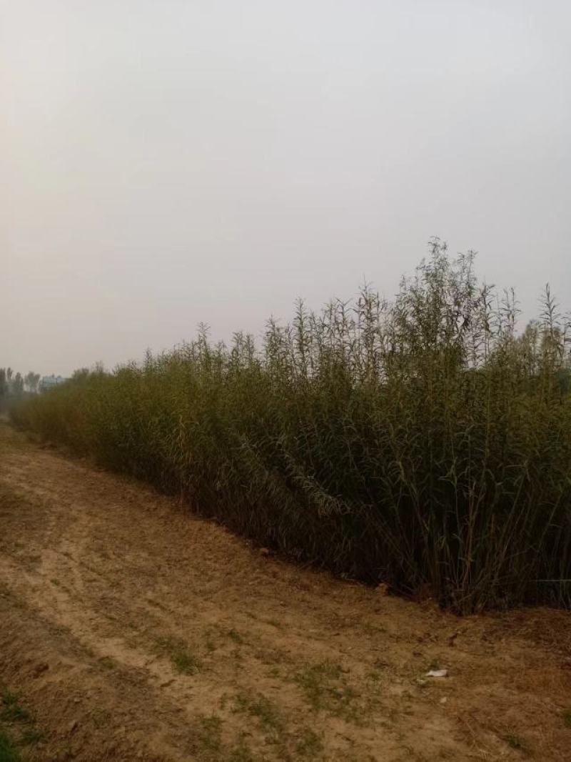 簸箕柳，柳编