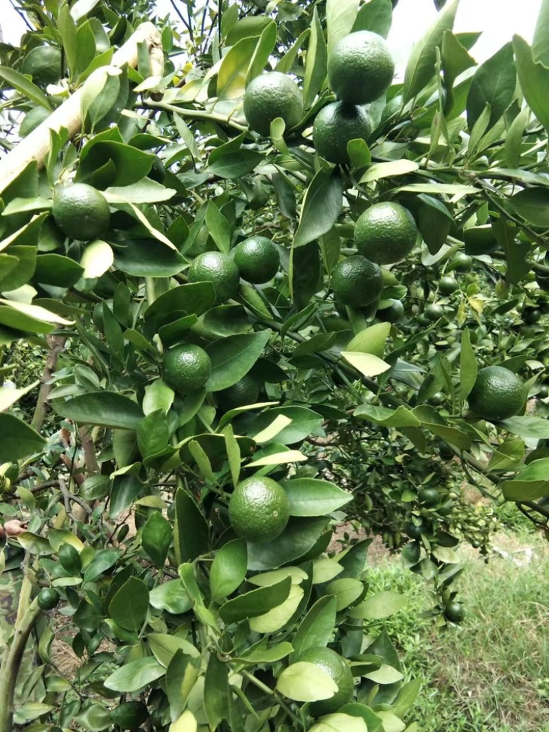 广东皇帝柑小青柑茶叶加工厂批发货源充足价格优惠保质保量！