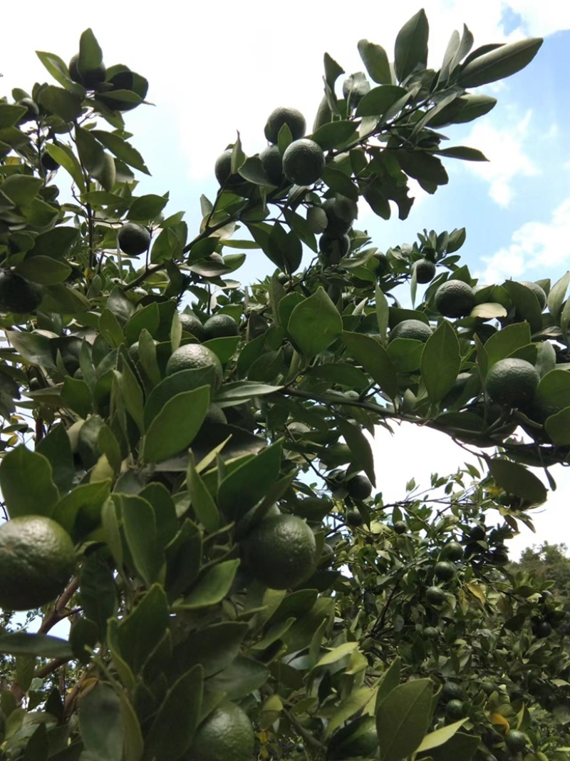 广东皇帝柑小青柑茶叶加工厂批发货源充足价格优惠保质保量！