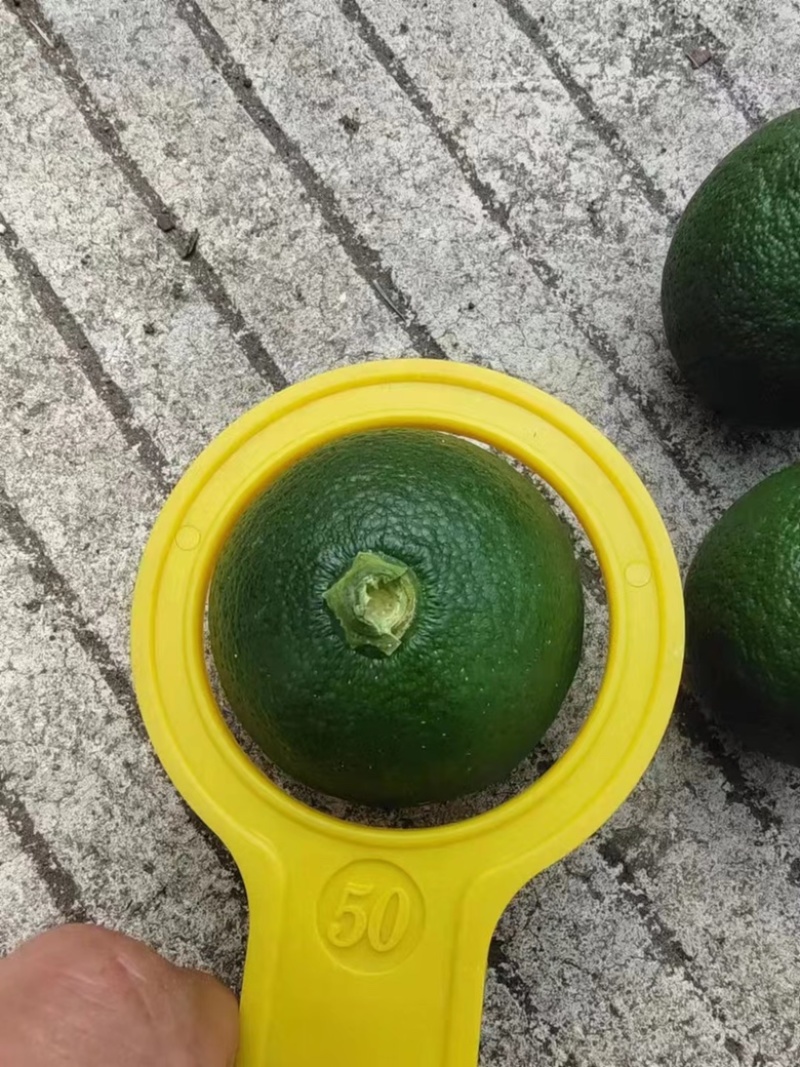 广东皇帝柑小青柑茶叶加工厂批发货源充足价格优惠保质保量！