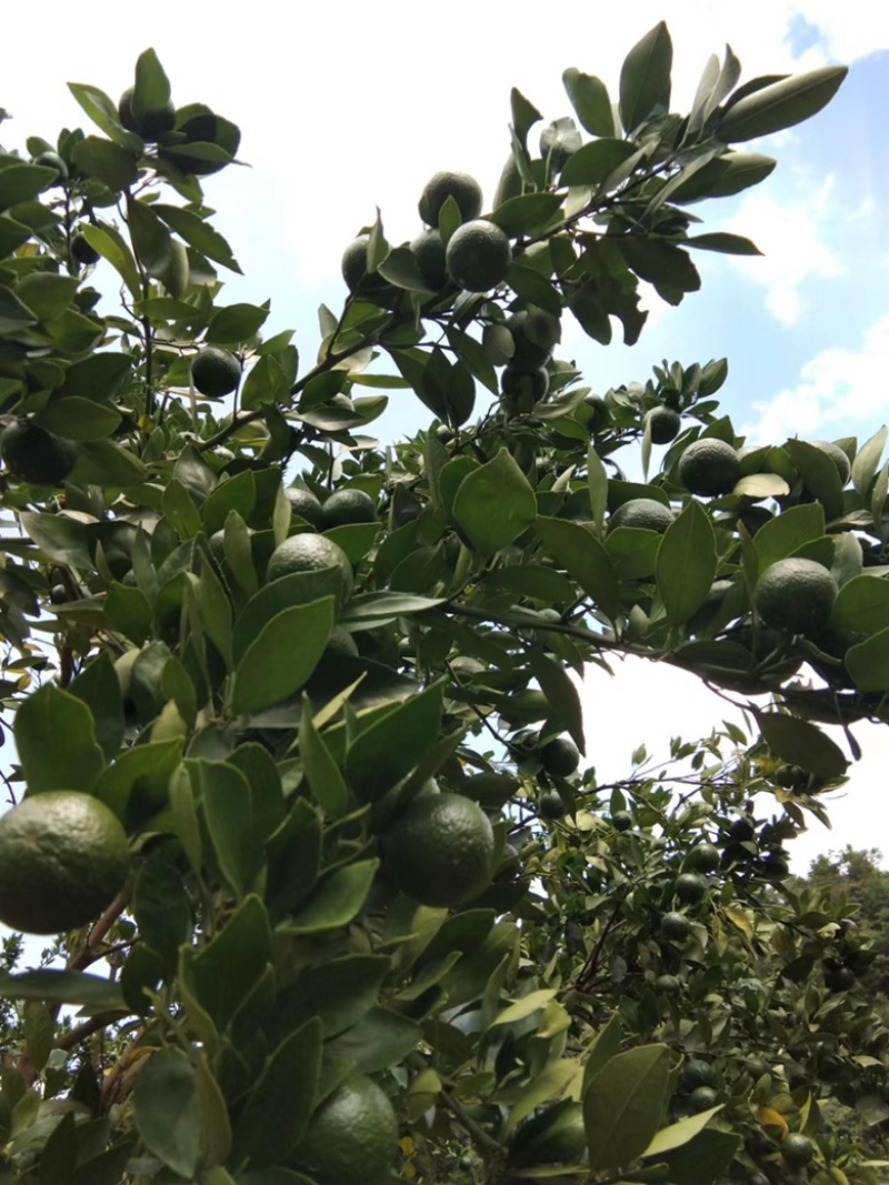 广东皇帝柑小青柑茶叶加工厂批发货源充足价格优惠保质保量！