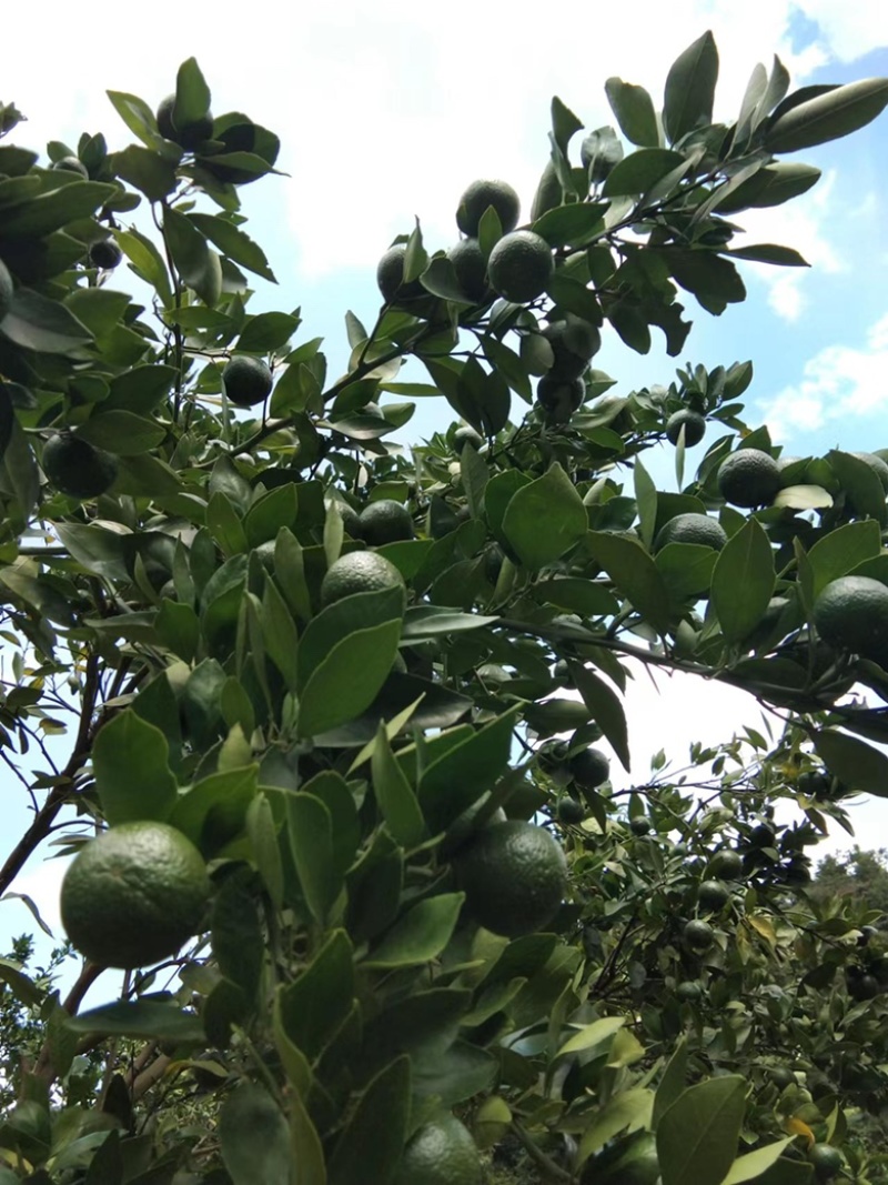 广东皇帝柑小青柑茶叶加工厂批发货源充足价格优惠保质保量！