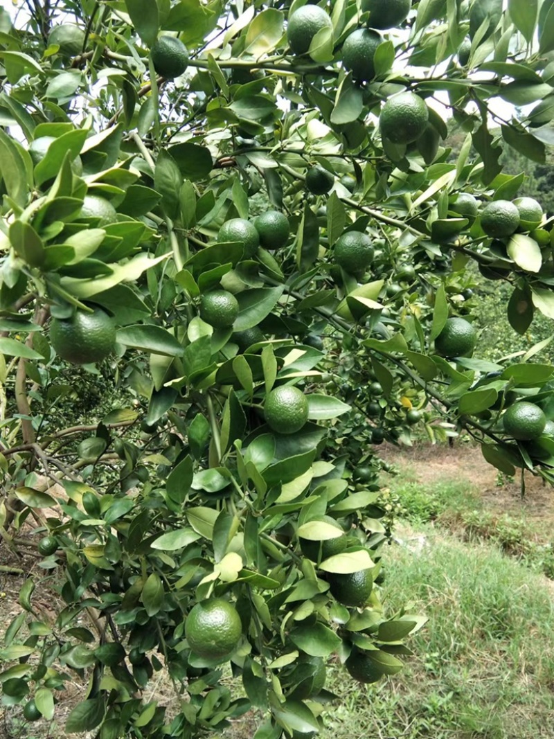 广东皇帝柑小青柑茶叶加工厂批发货源充足价格优惠保质保量！