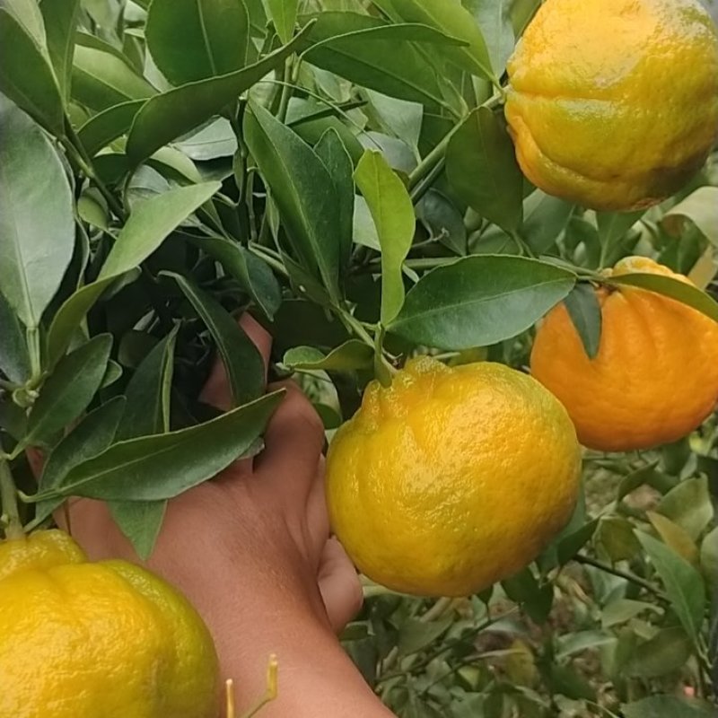 云南高原碰柑