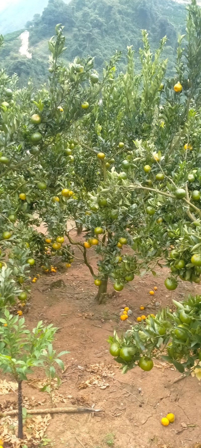 云南高原碰柑