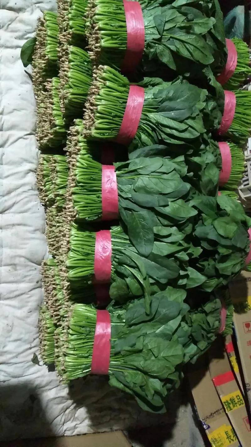 菠菜越冬菠菜大棚种植货源足质量好代发全国