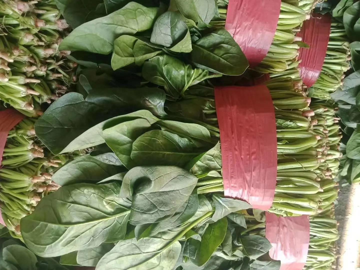 菠菜被冷冻后状态