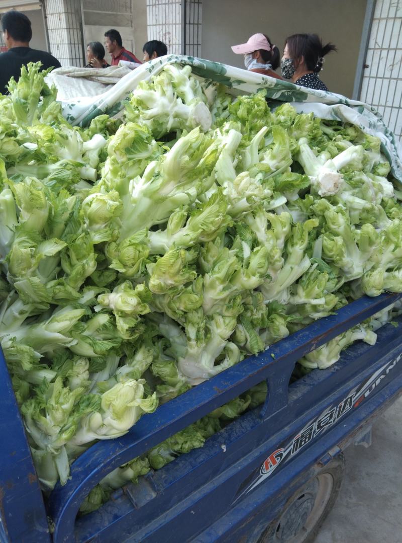 安徽精品儿菜万亩基地一手货源保质保量协助找车价格便宜