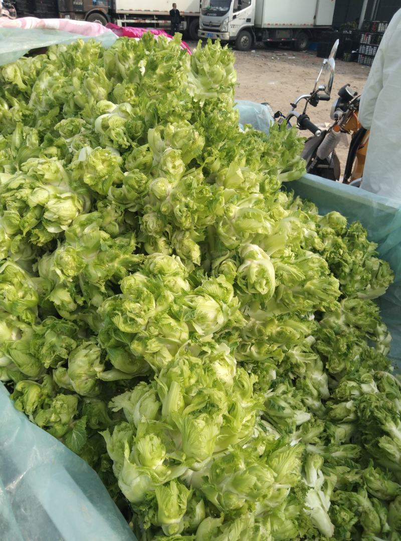 安徽精品儿菜万亩基地一手货源保质保量协助找车价格便宜